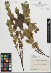 Foto von Salix myrsinifolia Salisb. x Salix phylicifolia L.